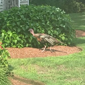 Meet your Posher, Donna